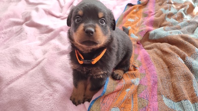 Rottweiler Welpen Blau, Grün, Pink ❤, Rottweiler Welpen - Rüde