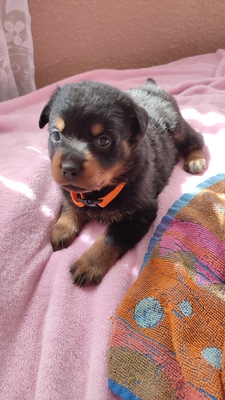Rottweiler Welpen Blau, Grün, Pink ❤, Rottweiler Welpen - Rüde