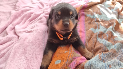 Rottweiler Welpen Blau, Grün, Pink ❤, Rottweiler Welpen - Rüde