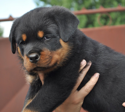 Rottweiler Welpen - Hündin