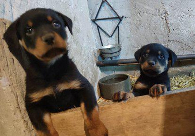 Rottweiler Welpen - Rüde