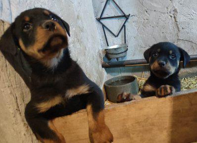 Rottweiler Welpen - Rüde