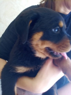 Rottweiler Welpen - Rüde
