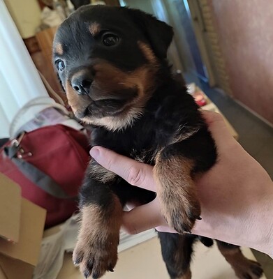 Rottweiler Welpen - Rüde