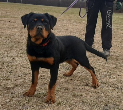 Rottweiler welpen - Hündin 6 Monaten alt, Rottweiler Welpen Welpen - Hündin