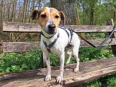Roxana, Bodeguero Andaluz - Hündin