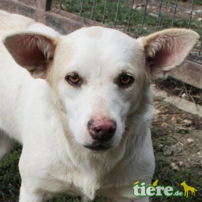 Roxy, Mischling - Hündin