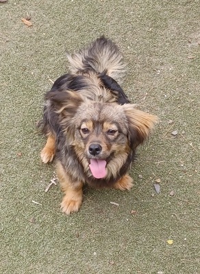 Roxy, Mischling - Hündin
