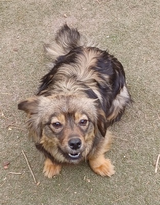 Roxy, Mischling - Hündin