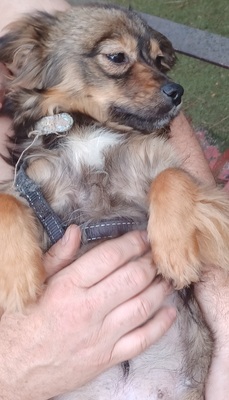 Roxy, Mischling - Hündin