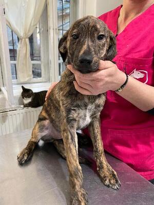 Roxy, Mischling Welpen - Hündin