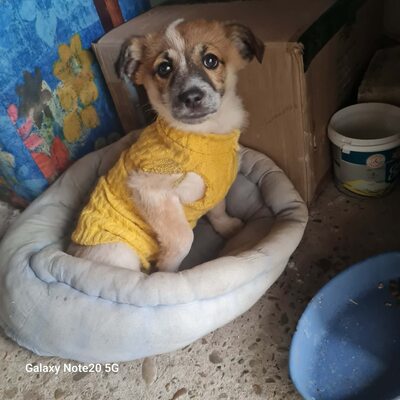 Roxy – bereit für ihr erstes echtes Glück, Mischling Welpen - Hündin