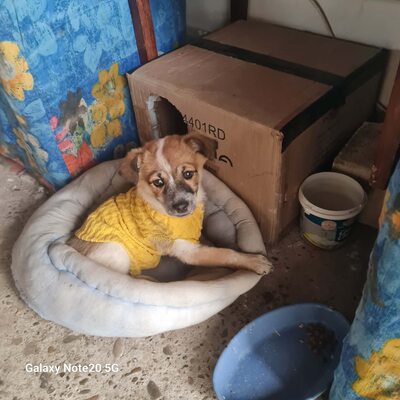 Roxy – bereit für ihr erstes echtes Glück, Mischling Welpen - Hündin