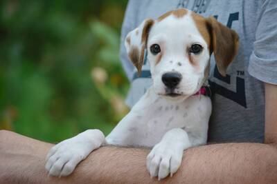 Roxy sucht Boxer-Fans, Boxer-Mischling Welpen - Hündin 1