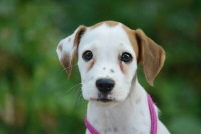 Roxy sucht Boxer-Fans, Boxer-Mischling Welpen - Hündin