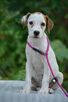 Roxy sucht Boxer-Fans, Boxer-Mischling Welpen - Hündin