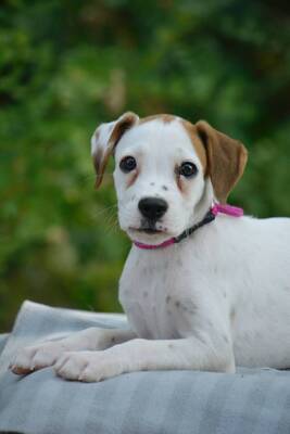 Roxy sucht Boxer-Fans, Boxer-Mischling Welpen - Hündin