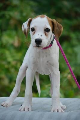 Roxy sucht Boxer-Fans, Boxer-Mischling Welpen - Hündin