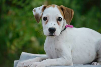 Roxy sucht Boxer-Fans, Boxer-Mischling Welpen - Hündin