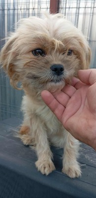 🐾 Roxy – unser strubbeliges Shelter-Zwergerl sucht dringend ihr eigenes zu Hause! 🐾