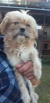 🐾 Roxy – unser strubbeliges Shelter-Zwergerl sucht dringend ihr eigenes zu Hause! 🐾, Shih Tzu - Hündin