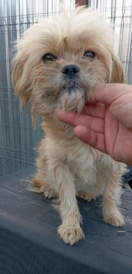 🐾 Roxy – unser strubbeliges Shelter-Zwergerl sucht dringend ihr eigenes zu Hause! 🐾, Shih Tzu - Hündin