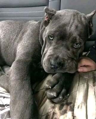 Roy, Cane Corso Welpen - Hündin