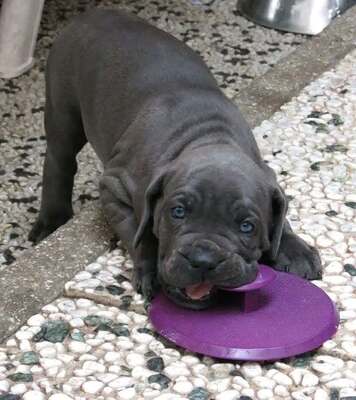 Roy, Cane Corso Welpen - Hündin