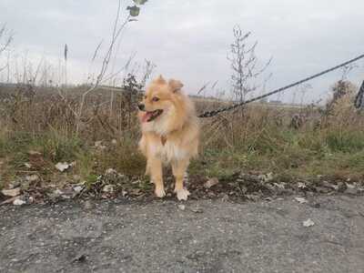 Roy - noch schüchterner Spitz (Mix?), ca. 2 Jahre/, Spitz (Mix) - Rüde