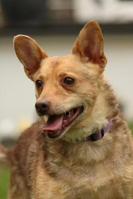 Roya, Mischling - Hündin