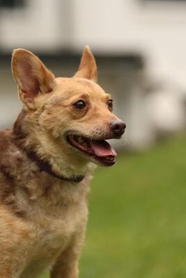 Roya, Mischling - Hündin