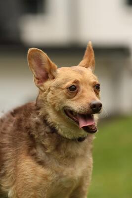 Roya, Mischling - Hündin