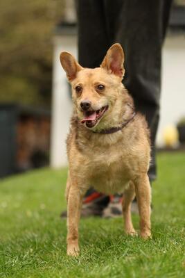 Roya, Mischling - Hündin