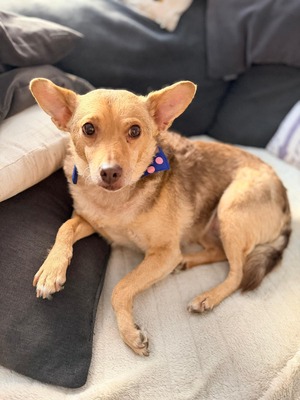 Roya, Mischling - Hündin