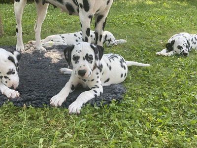 Royal Canis Dynasty, Dalmatiner Welpen - Hündin
