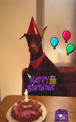 Royce, Dobermann Welpen - Hündin