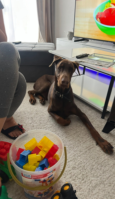 Royce, Dobermann Welpen - Hündin