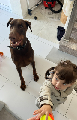 Royce, Dobermann Welpen - Hündin