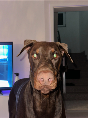 Royce, Dobermann Welpen - Hündin