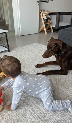 Royce, Dobermann Welpen - Hündin