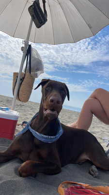 Royce, Dobermann Welpen - Hündin