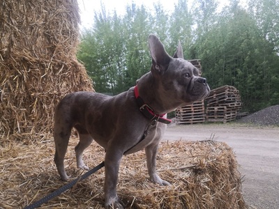 Rozi, FRANZÖSISCHE BULLDOGGE - Hündin