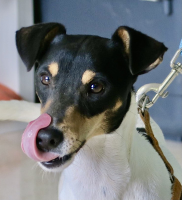 Ruben, Ratonero Bodeguero Andaluz, kastriert - Rüde