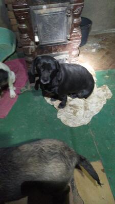 Rubi, Mischling - Hündin