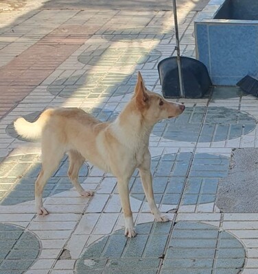 Rubia, Mischling - Hündin