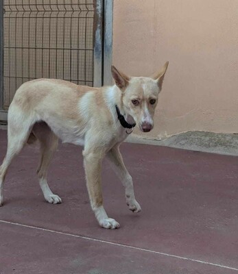 Rubia, Mischling - Hündin