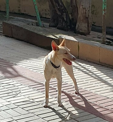 Rubia, Mischling - Hündin