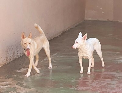 Rubia, Mischling - Hündin