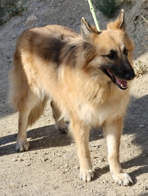 Rubia, Schäferhund - Mix - Hündin