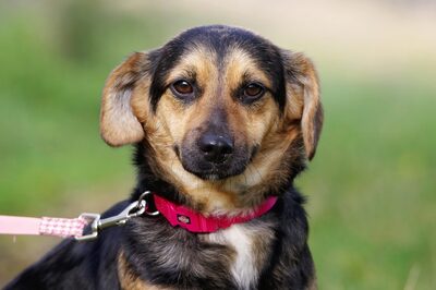 Rubina, Mischling - Hündin